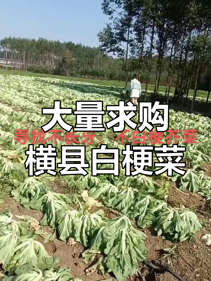 寻找纯天然横县白梗菜,田间绿色蔬菜