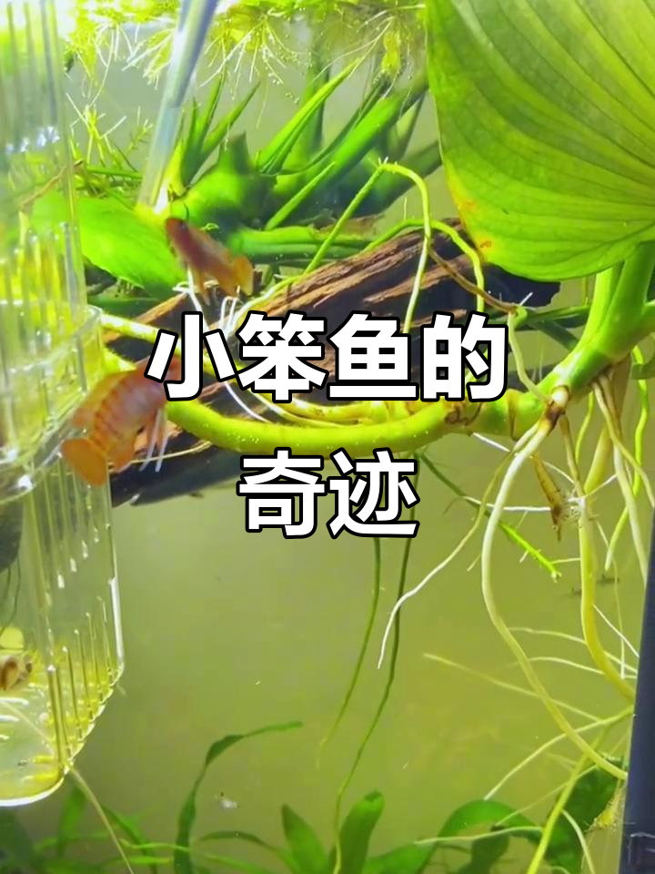 这两只小笨鱼居然被我驯成了基石,真没想到