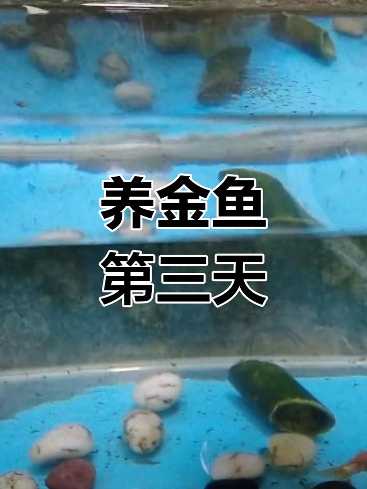 金鱼养殖三天,喂食技巧大揭秘