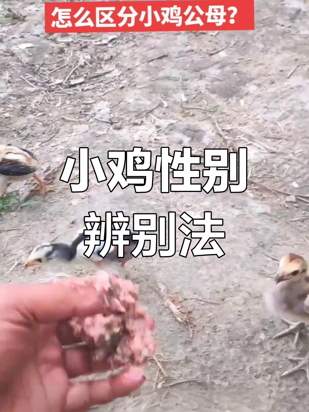 如何分辨小鸡公母?分享实用技巧