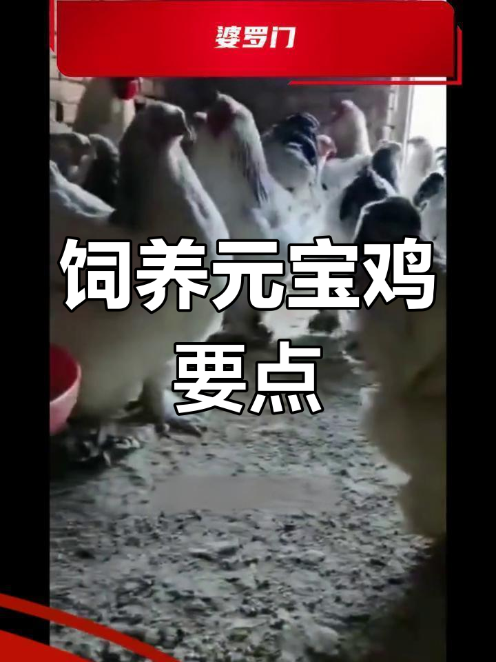 中卫观赏鸡养殖技巧