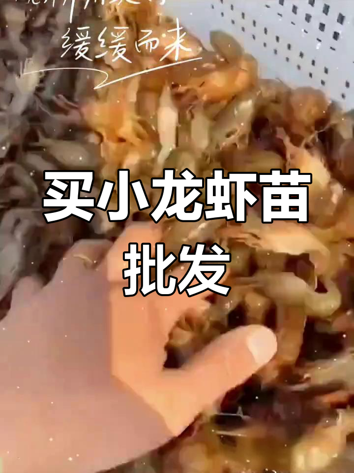 小龙虾苗批发与销售全攻略,轻松开启养殖之路