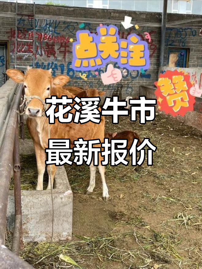 4月7日花溪牛马市场行情更新,优质黄牛肉与毛驴价格一览