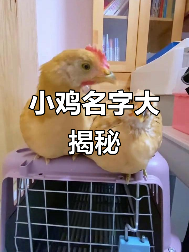 小鸡取名钱多多,一鸣惊人成长记