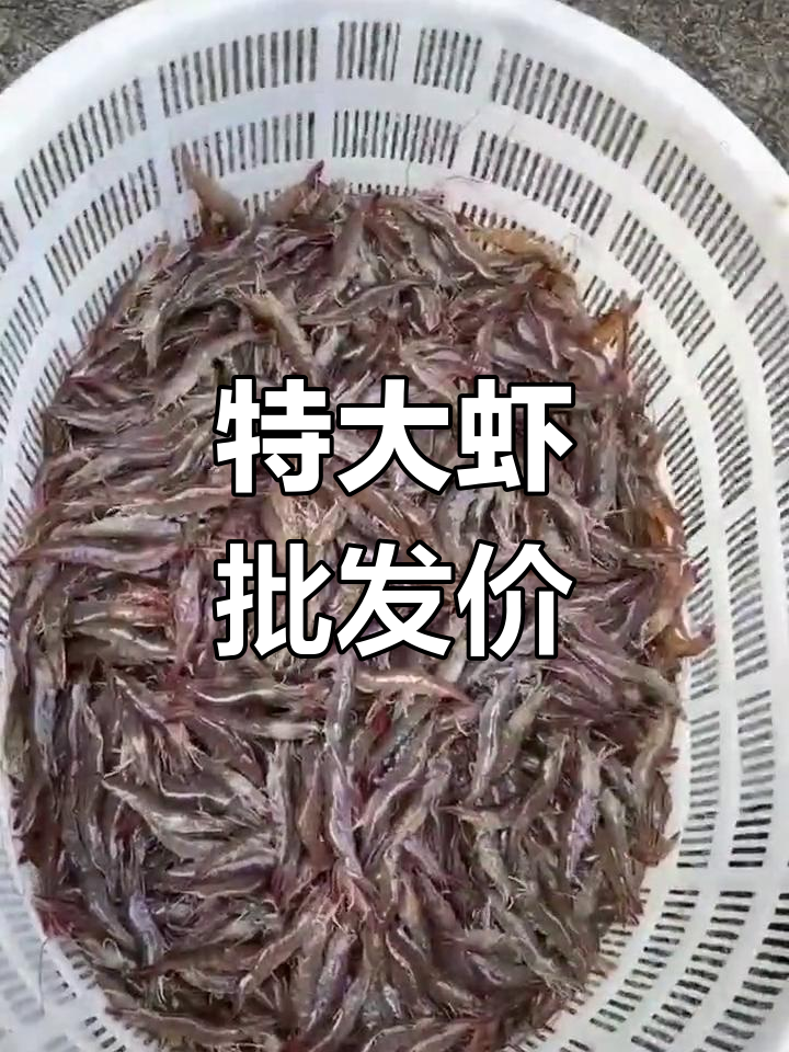10-15元一斤活虾批发