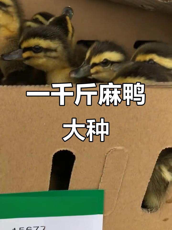 广西麻鸭养殖技术:从一千斤苗到五六斤成品