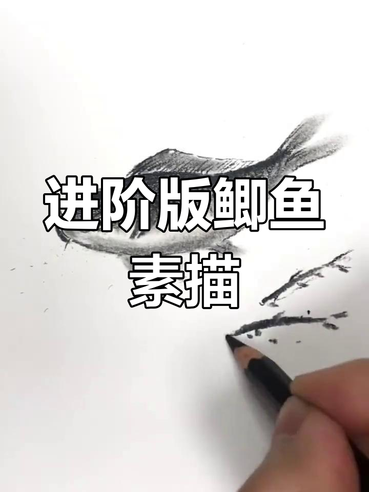 零基础学画鲫鱼,进阶素描技巧大揭秘