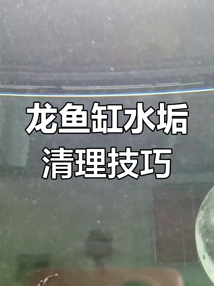 解决龙鱼缸漂浮物问题,清洗滤材和棉毛有妙招