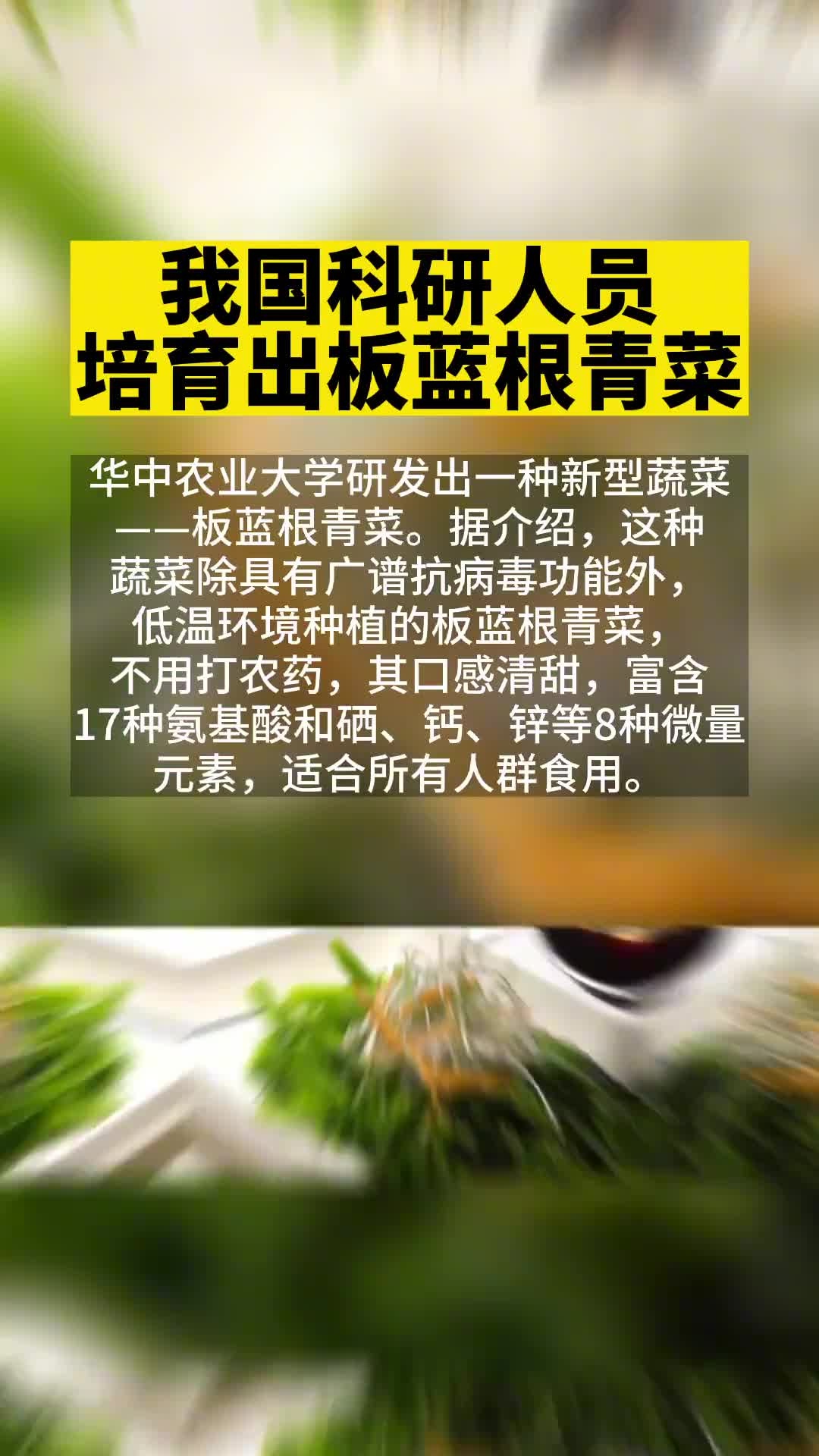 我国科研人员培育出板蓝根青菜
