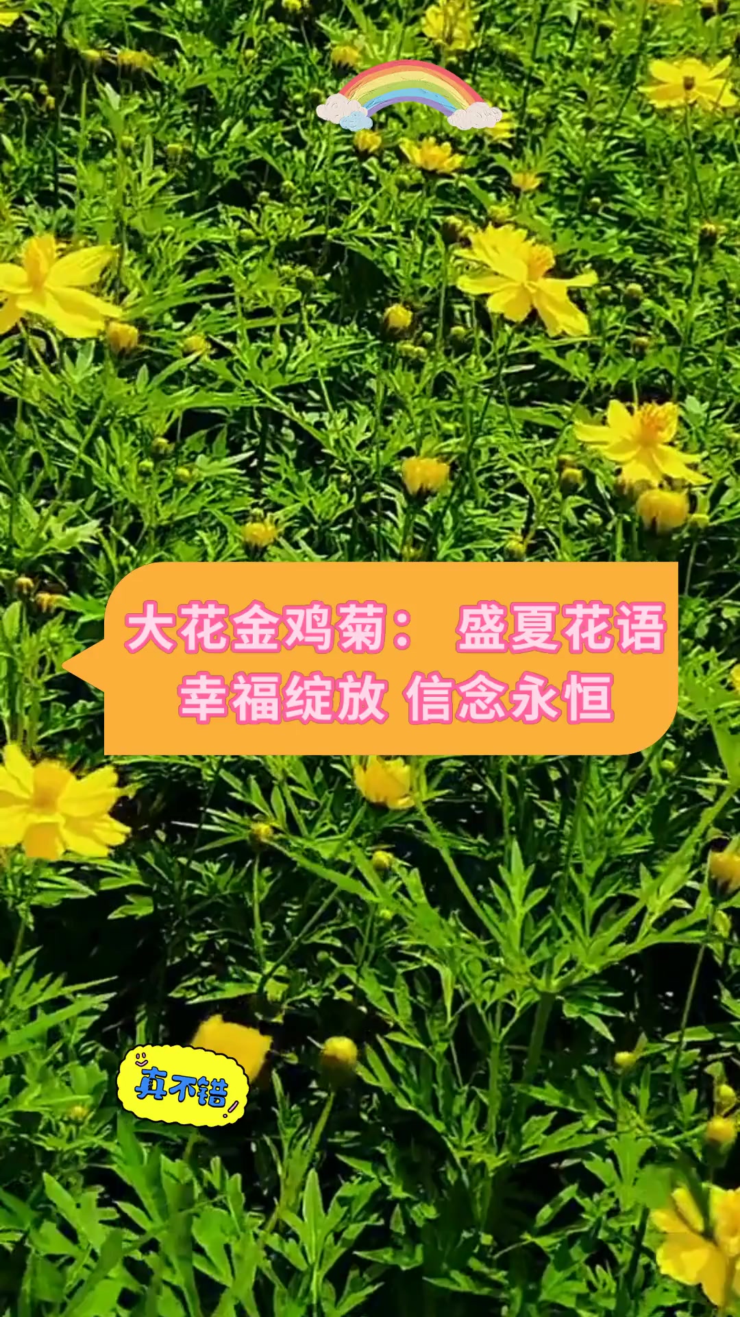 大花金鸡菊:盛夏花语幸福绽放 信念永恒
