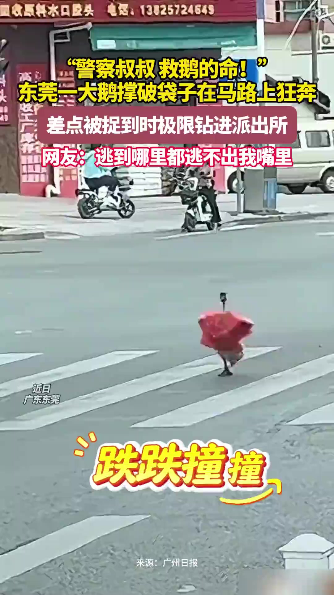 “警察叔叔,救鹅的命”,东莞一大鹅撑破袋子在马路上狂奔冲进派出所