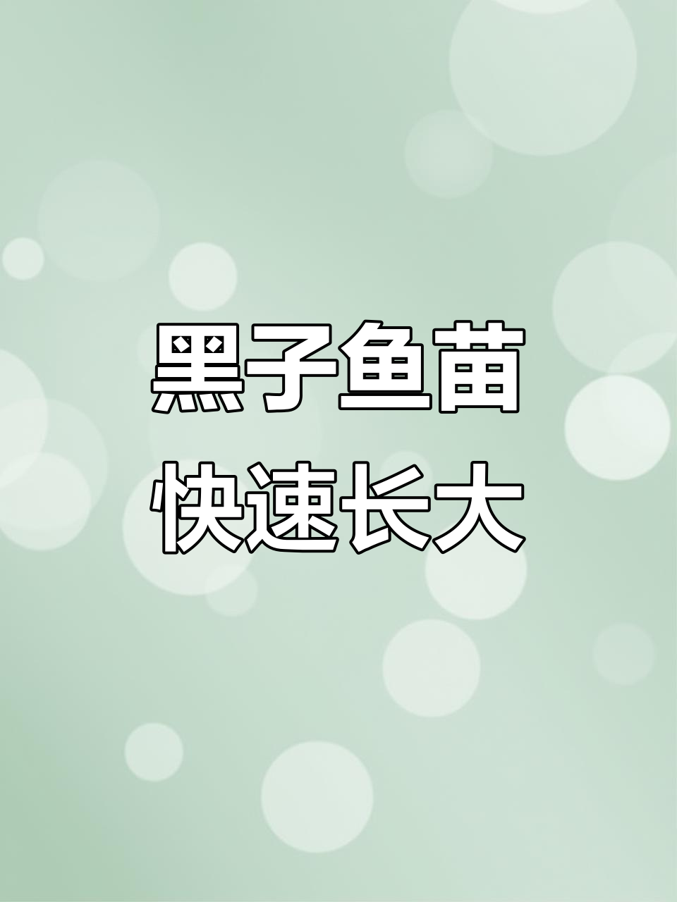 差一天就半个月鱼龄的黑子鱼苗,百万鱼的成长速度惊人
