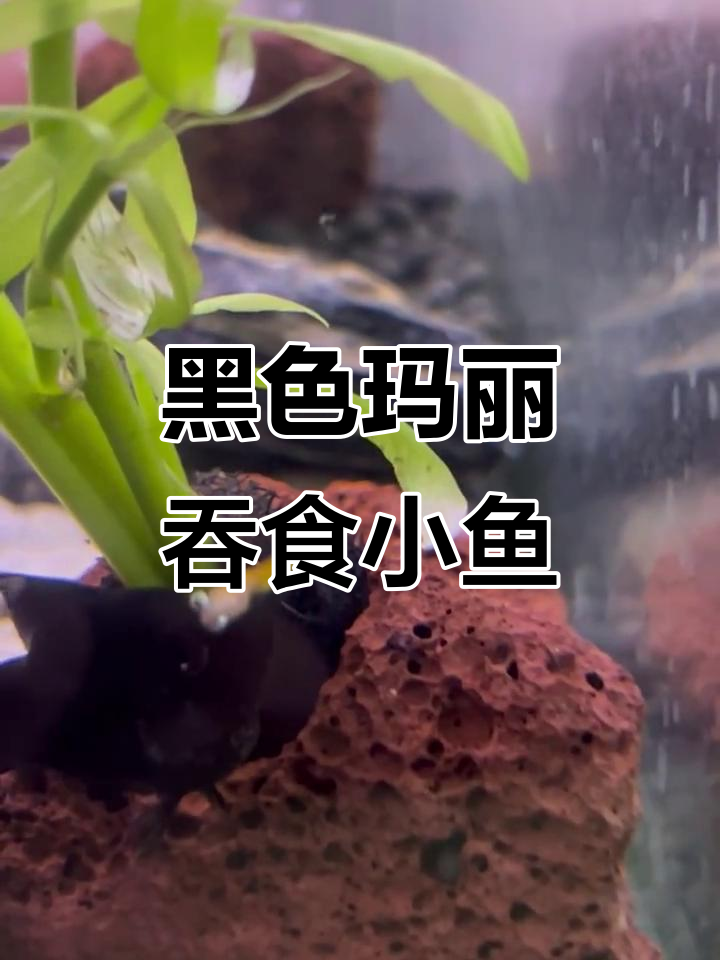 黑玛丽鱼误吃小鱼仔,竟成“吃货”