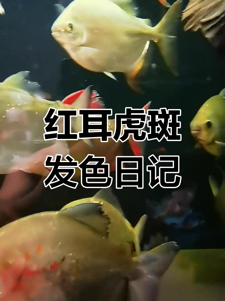 红耳虎斑银板鱼发色变化记录