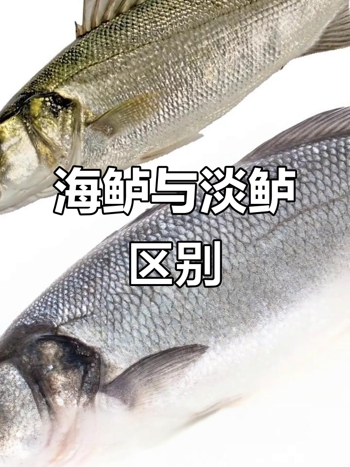 如何区分海鲈鱼和淡水鲈鱼的外观特征