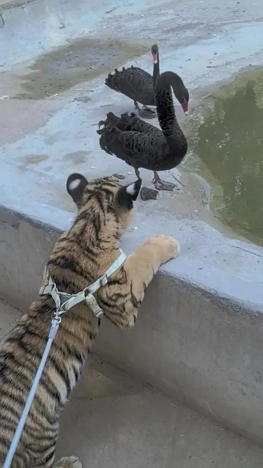 黑天鹅大战东北虎,我已经做好逃跑的准备了,它扑过来了我先跑!