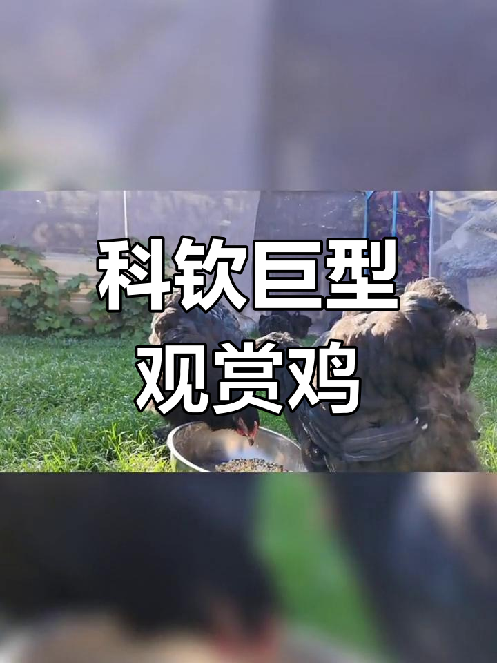 巨型科钦鸡:观赏与宠物两不误