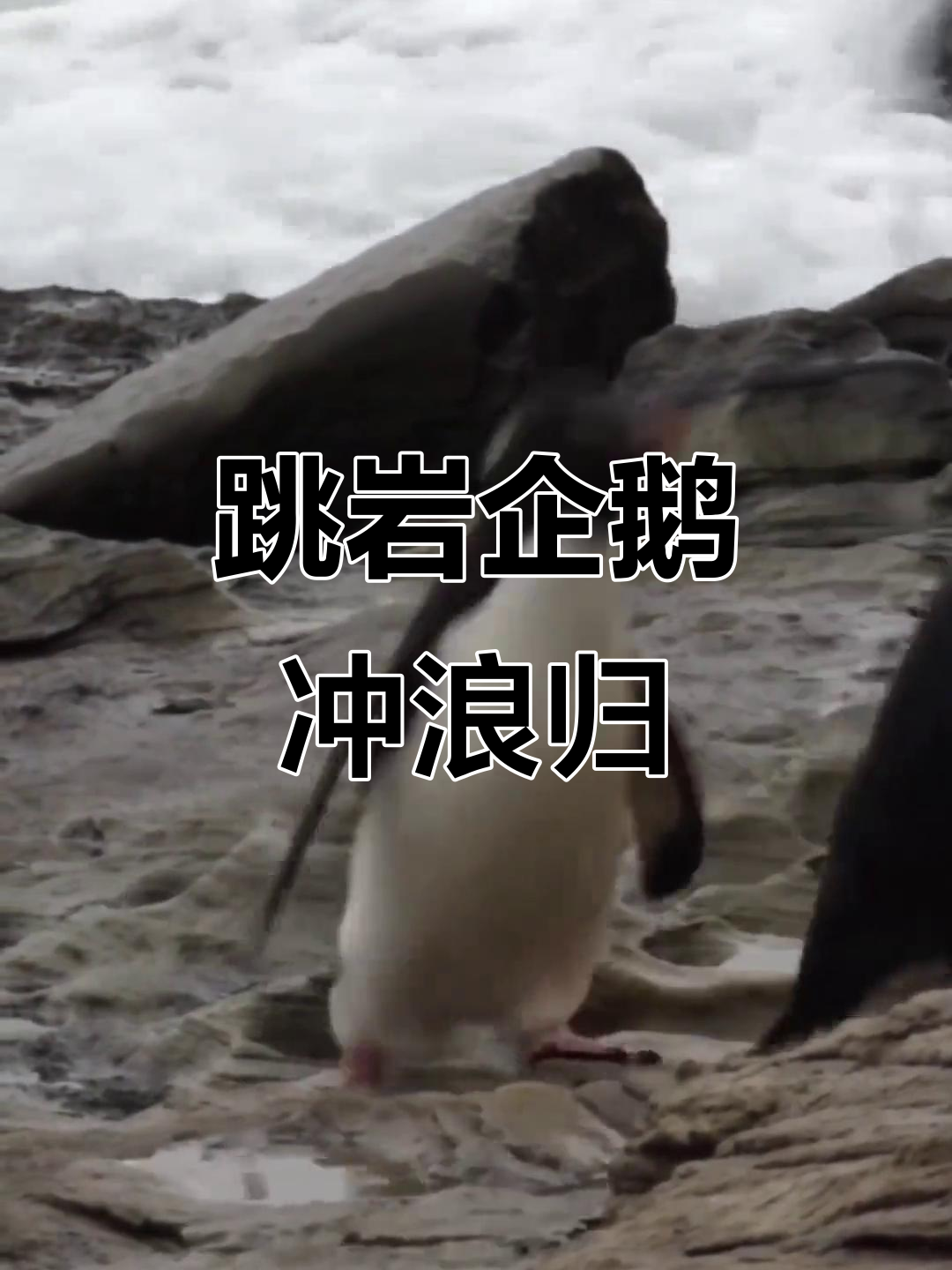南极跳岩企鹅冲浪归来,萌态十足!