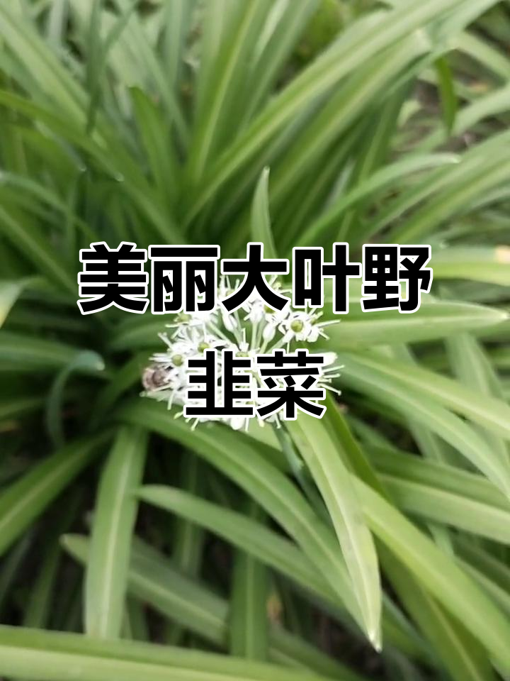 大叶韭菜的花期长,花香扑鼻,观赏与食用两不误
