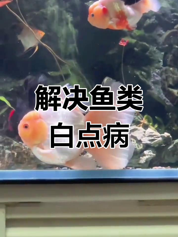鱼长白点怎么办?轻松解决小瓜虫问题