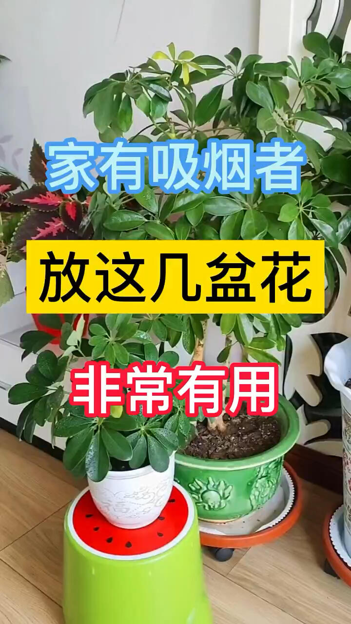 盆栽植物