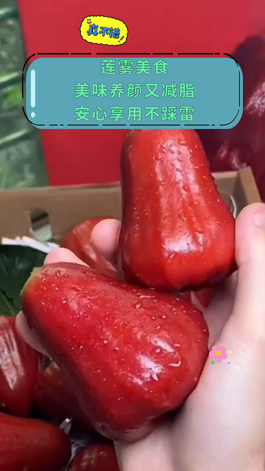 莲雾美食美味养颜又减脂安心享用不踩雷
