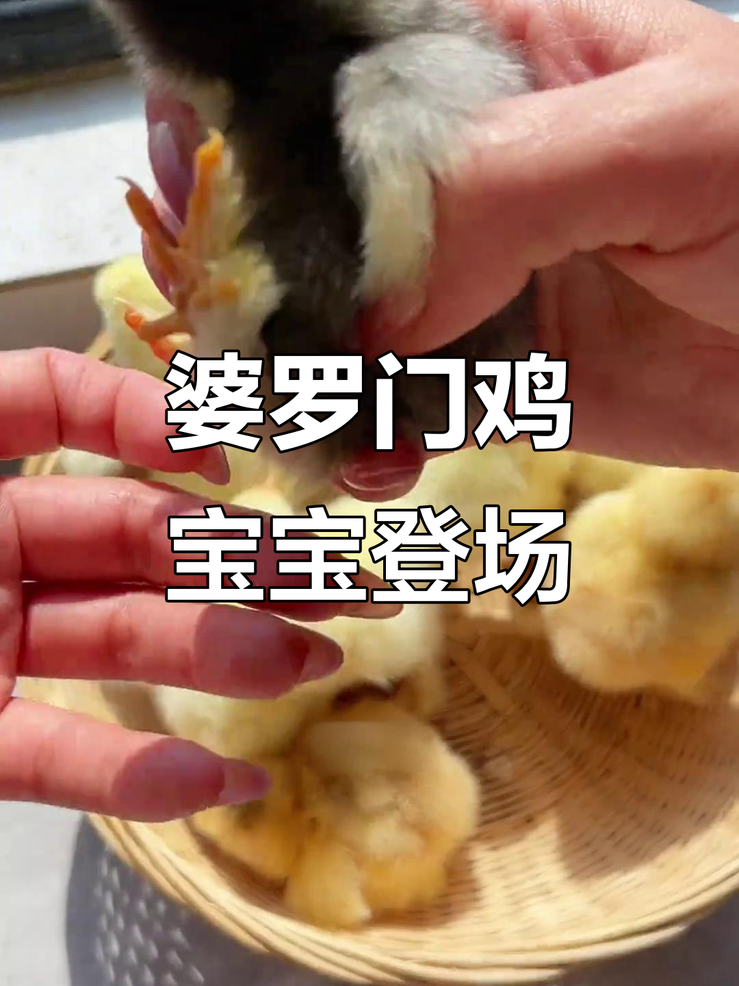 婆罗门小鸡成功孵化，纯种大脚毛太可爱了