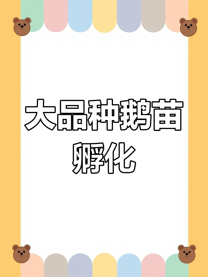 四季产蛋鹅苗孵化场,大品种养殖基地