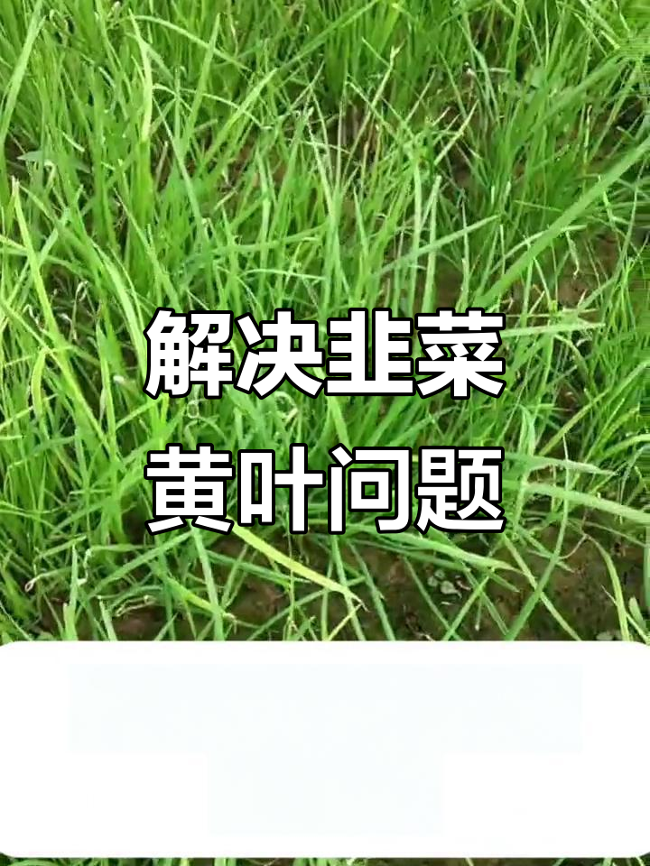 韭菜干尖黄叶的四大原因及解决方法