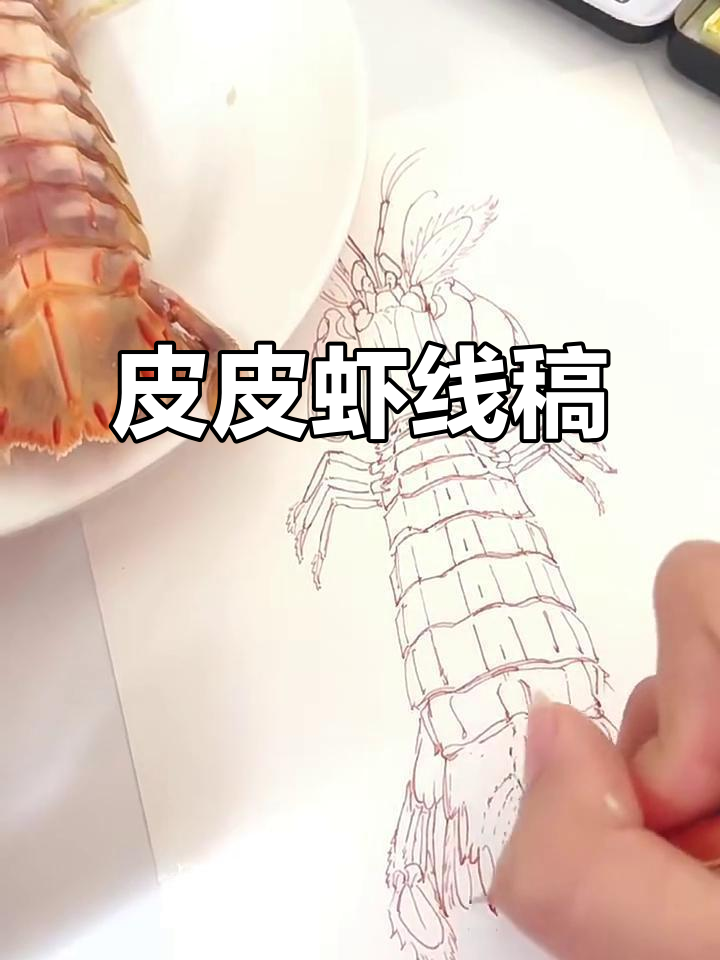 钢笔淡彩绘制皮皮虾，线条流畅生动