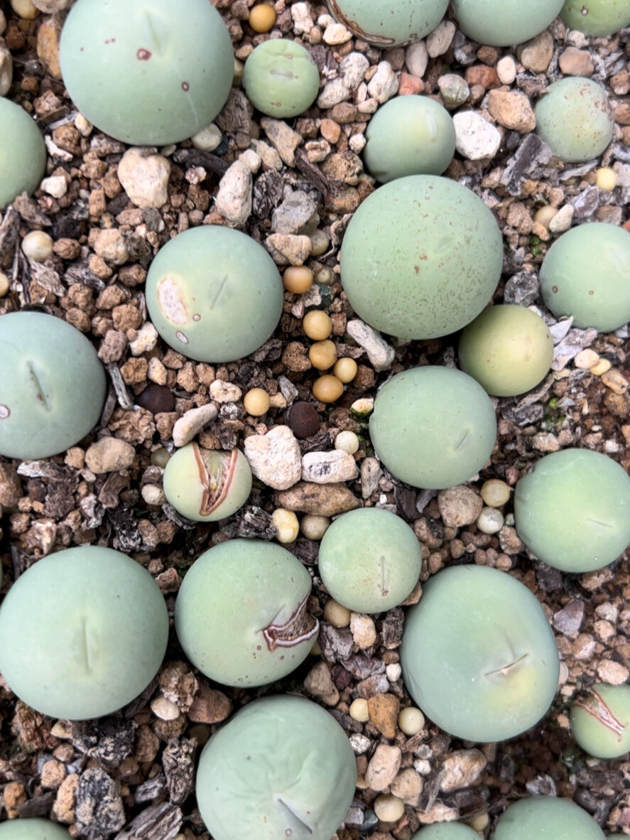 多肉植物-鸽子蛋