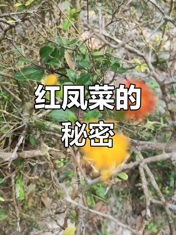 野外发现红凤菜,女人最爱的花朵竟是这种植物