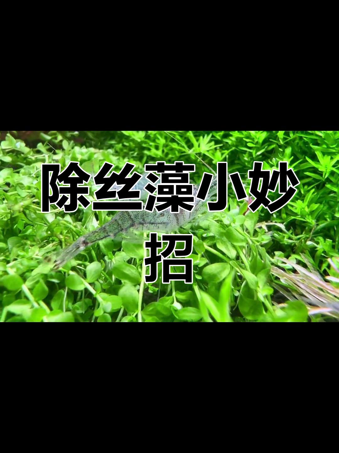 丝藻困扰?秀丽白虾来帮忙