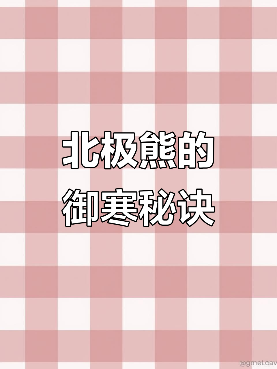 北极熊如何在冰雪中生存?超厚脂肪为其保暖