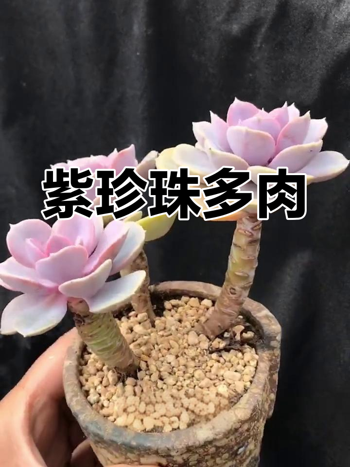 紫珍珠多肉:秋冬粉紫色变化