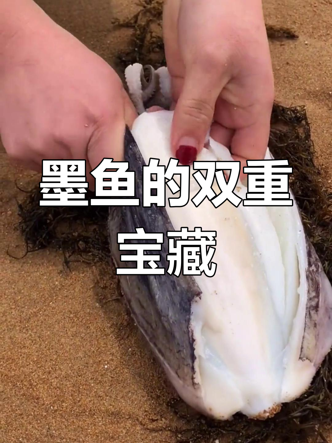 墨鱼骨的药用价值与美味肉质