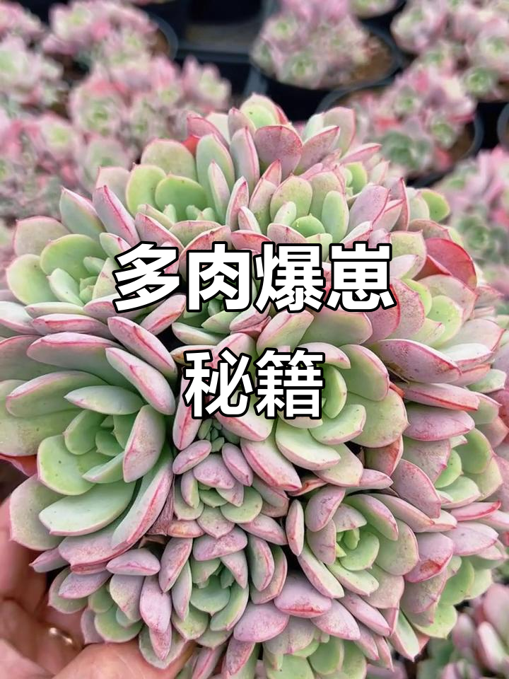 凌波仙子多肉，一年爆崽成群，轻松打造手捧花效果！