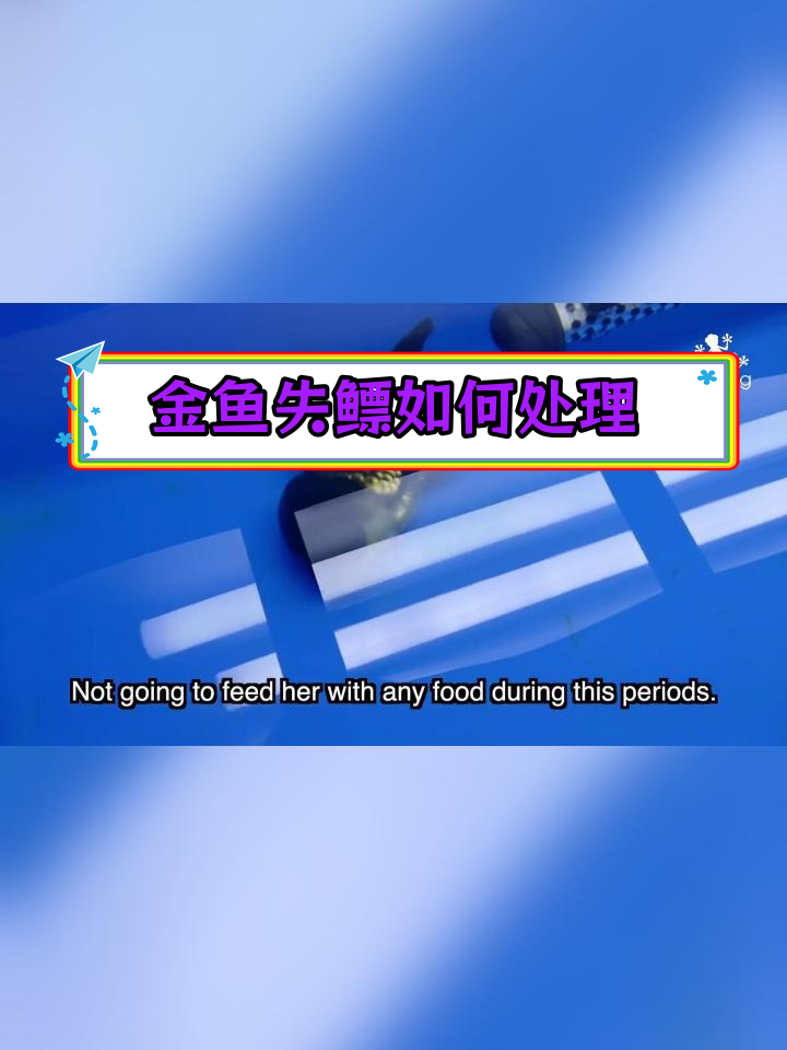 金鱼失鳔怎么办?恢复技巧全攻略