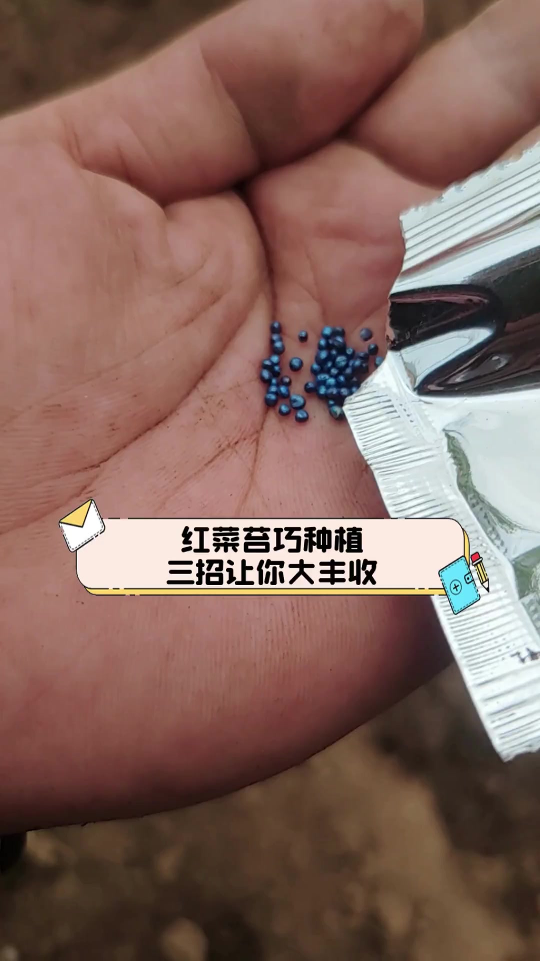 红菜苔巧种植,三招让你大丰收