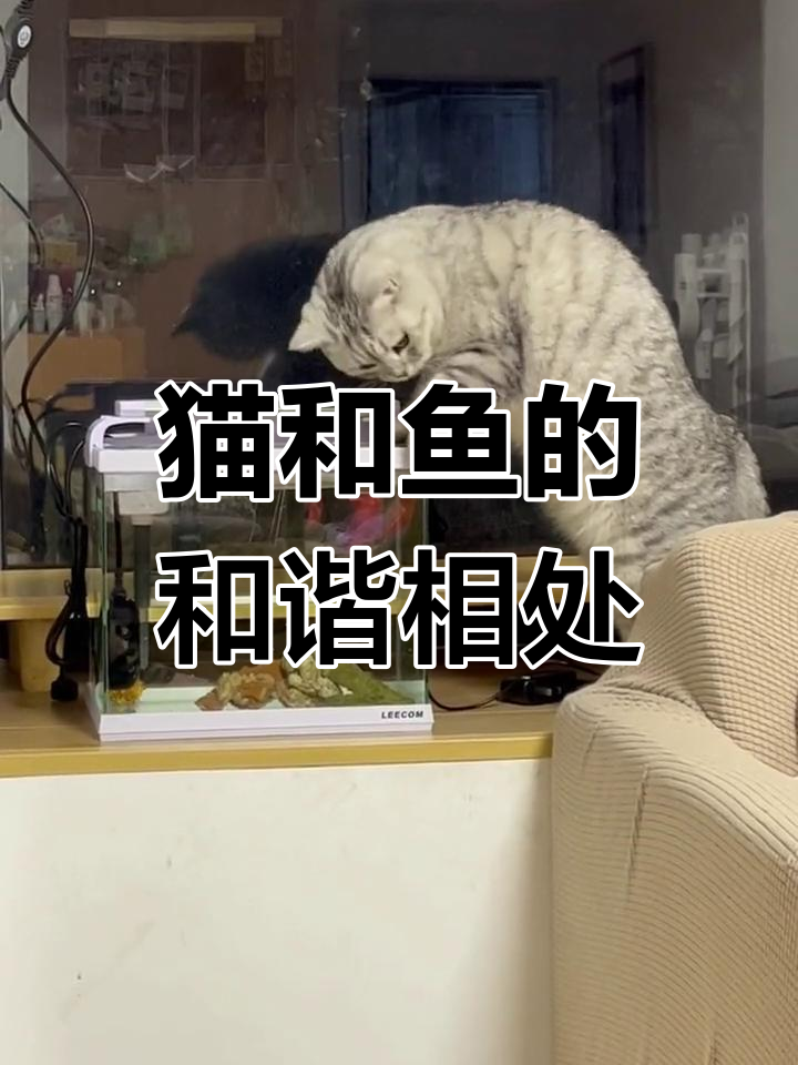 猫咪与鱼儿的奇妙共处时光