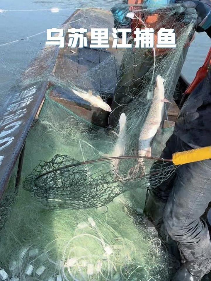 开滩捕鱼喜获乌苏里江黑斑狗鱼和大重唇鱼