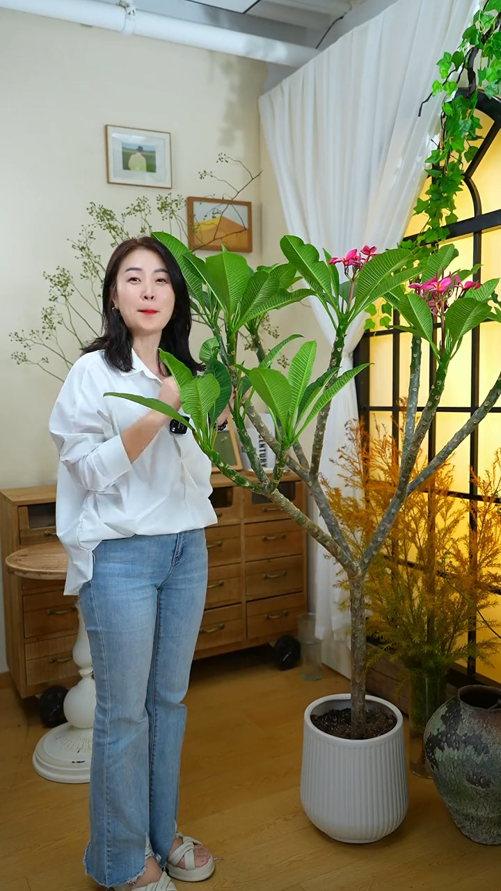 教大家鸡蛋花怎么扦插