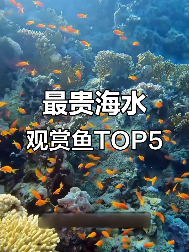 全球最昂贵的五种海水观赏鱼，你认识吗？