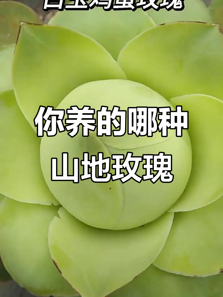 10种山地玫瑰多肉,你养过几种?