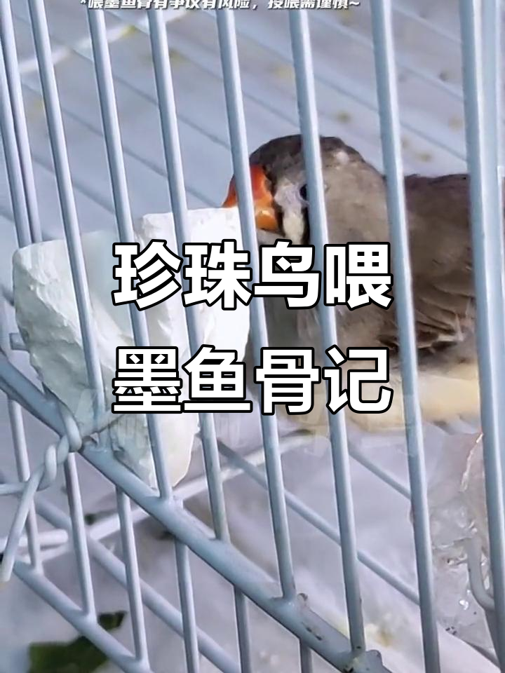 珍珠鸟吃墨鱼骨的奇特反应,如何处理才能安全喂食