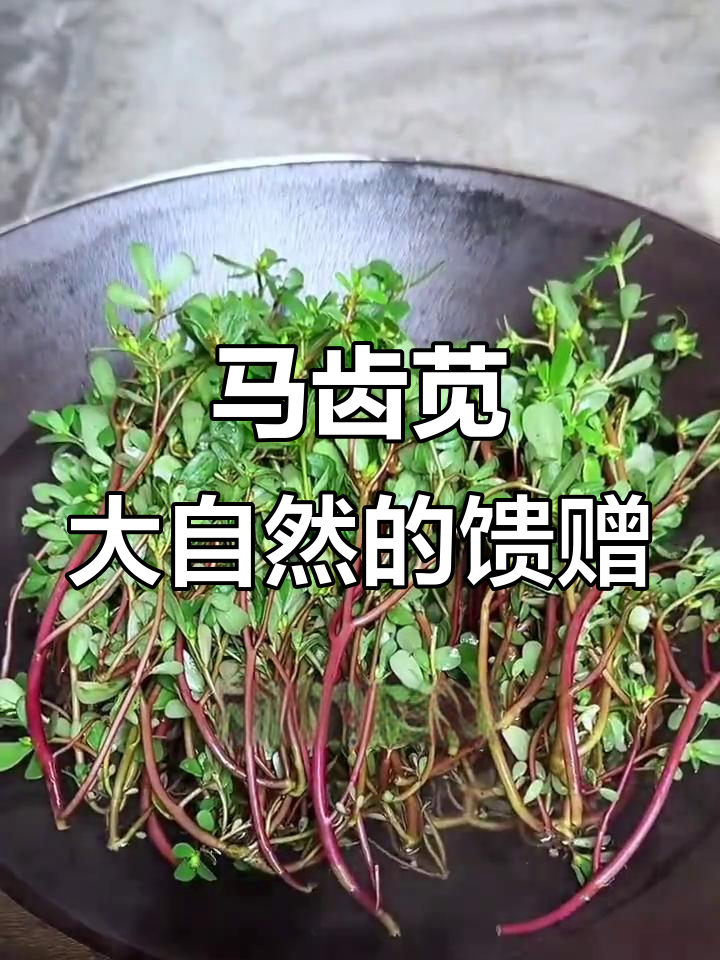 家乡的马齿苋,晒干做菜干,千万别当成杂草!