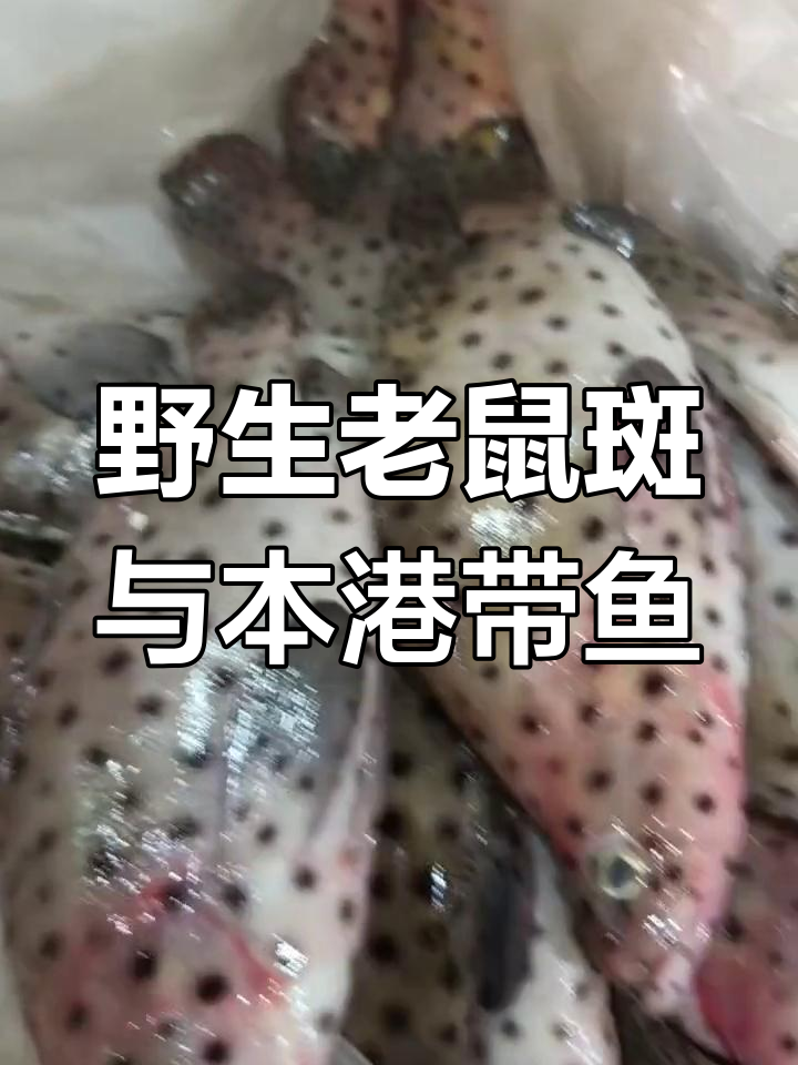 本港浅海青棕钓带鱼,野生老鼠斑的奢华之选