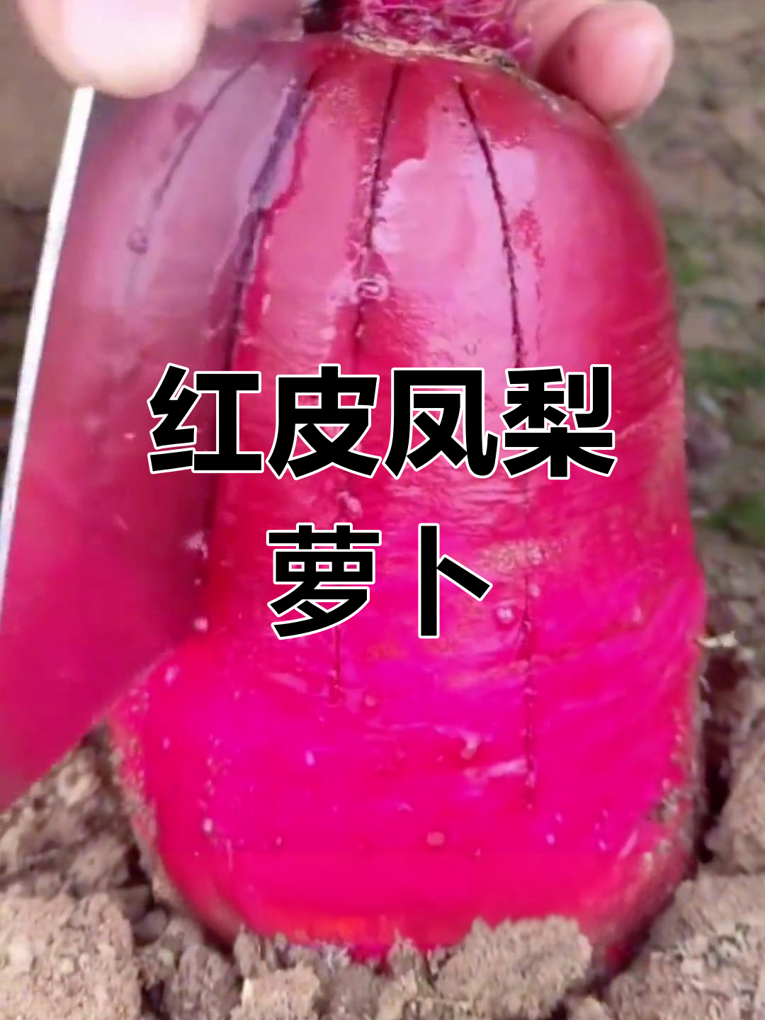 凤梨水果萝卜,红皮红心脆甜多汁