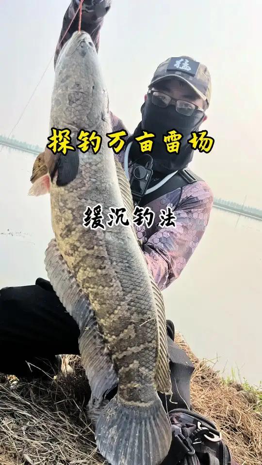 缓沉钓法，没想到狂拉了 万亩芡实塘，降温后，越来越好钓了！