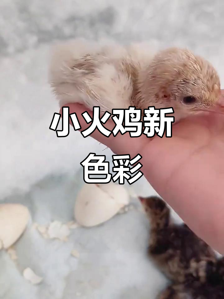 28天孵化,小火鸡破壳,竟有出乎意料的新颜色!